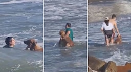 Mar del Plata: a un perro se lo llevó la corriente del mar y un hombre se metió vestido para rescatarlo