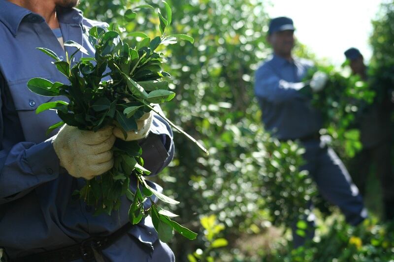 El Gobierno nacional avanzó en la desregulación casi total del mercado de la yerba mate