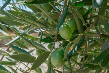 Imagen de un olivar en