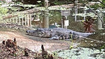 Cómo una mujer escapó de