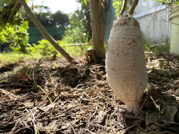 El cultivo vegano es un