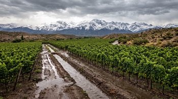 Hileras de vides verdes sobre tierra encharcada, colinas y una cordillera con nieve bajo nubes grises.