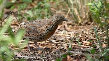 Torillo andaluz. (Alandmanson/Wikimedia Commons)