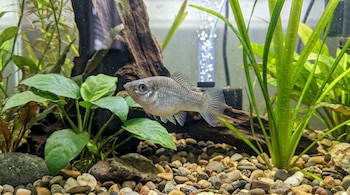 Peixes cinzentos nadando em um aquário com plantas verdes, gravetos, pedras e seixos coloridos, vistos de frente.