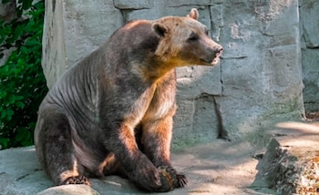 La reducción del hielo marino