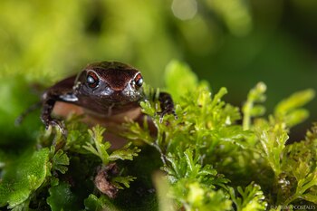 La Rana Noble de Mindo