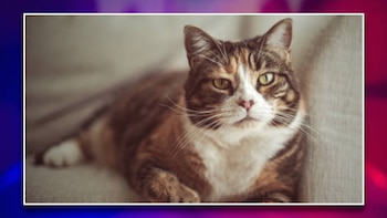 Rescatan a gato atrapado en