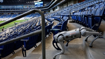 Perros robot en el Estadio