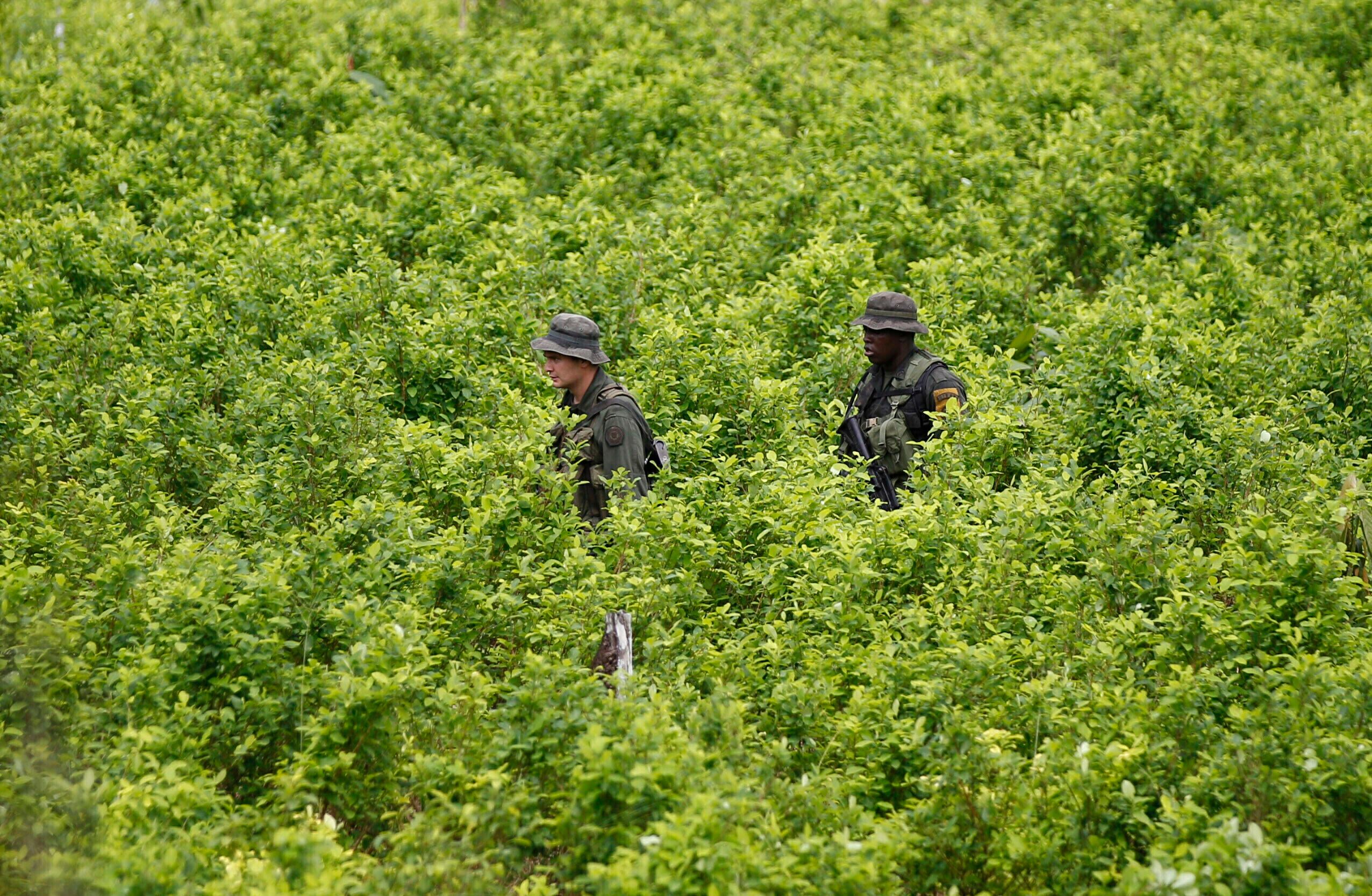 La embajada de EE. UU. alerta sobre el riesgo de un retroceso en la erradicación de coca en Colombia - crédito Fernando Vergara/AP