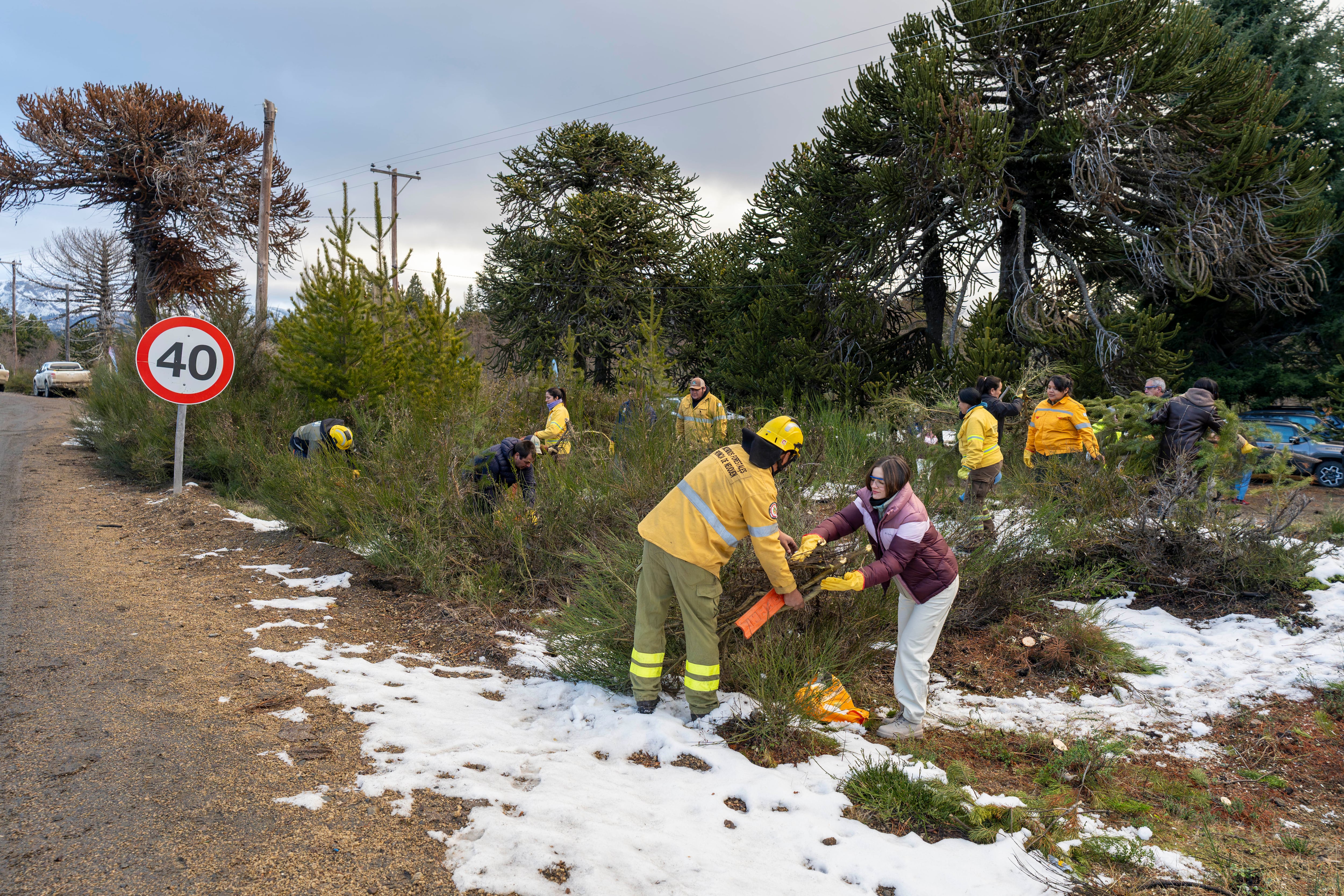 El trabajo de desmalezamiento de pinos es clave para prevenir combustible vegetal en el verano. Se realiza una vez por mes durante el invierno. (Stellantis Argentina)