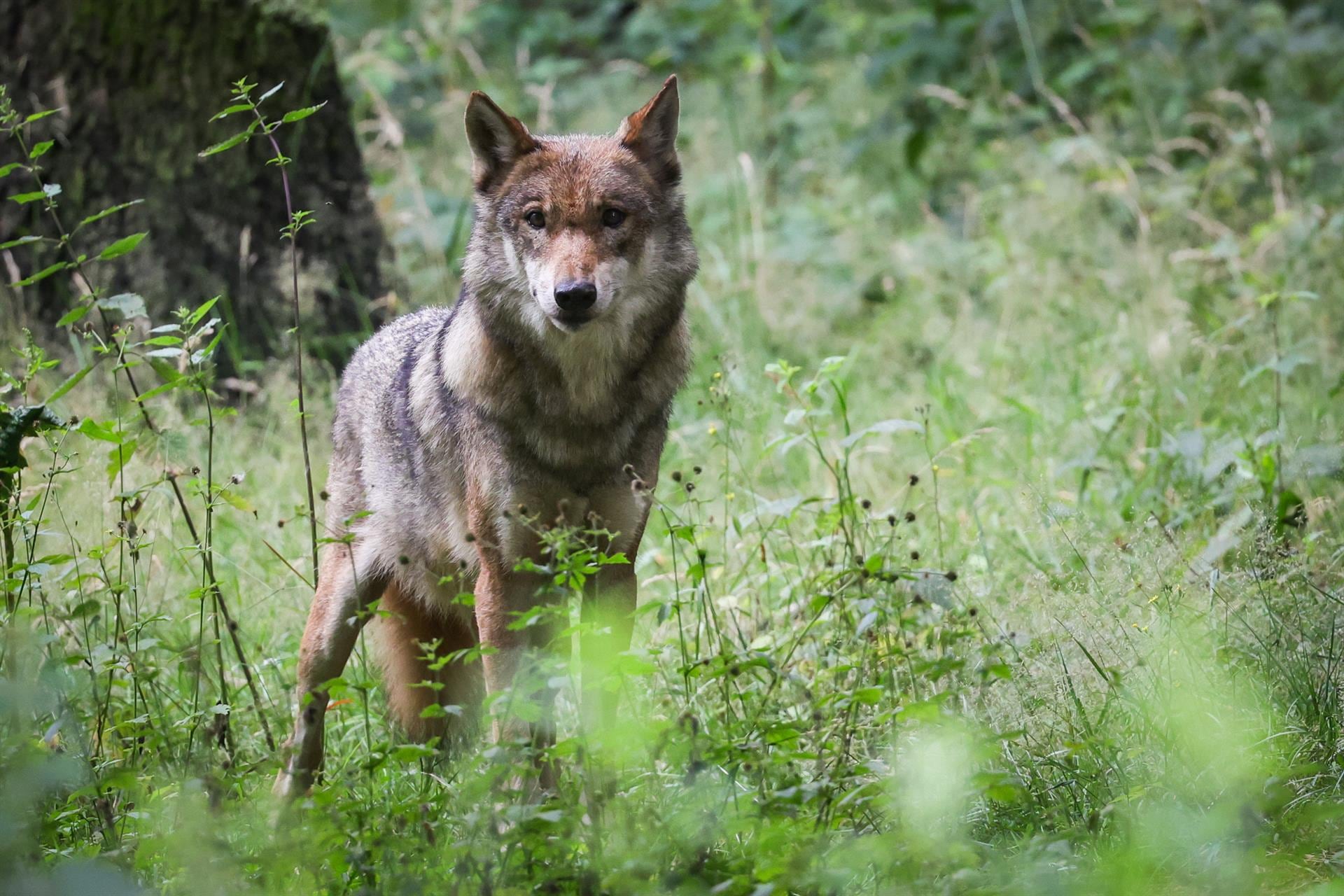 España sigue sin enviar el informe sexenal del lobo a Bruselas cuatro meses después para «revisar» datos, según UE