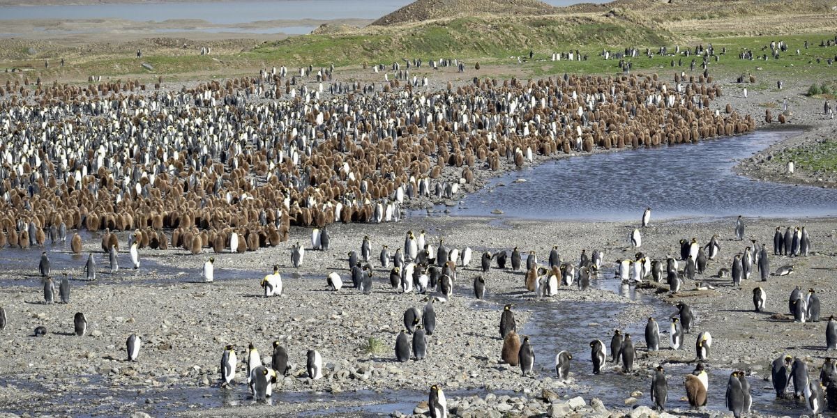A lo largo de la bahía se organizan espectaculares congregaciones de pingüinos rey, pingüinos gentoo y albatros de manto claro durante la temporada de cría (foto: Wikipedia)