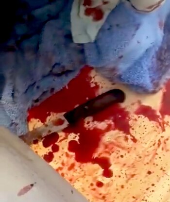 La usuaria rescató las imágenes