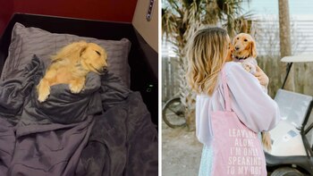 “No es sólo un perro,