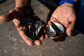 La prohibición del consumo de mejillones recolectados por aficionados busca prevenir intoxicaciones graves por toxinas marinas como PSP y ácido domoico (REUTERS)