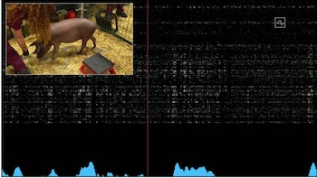 Musk mostró cómo funciona el