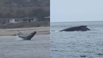 Ballena jorobada y su cría