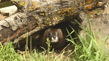 Ejemplar de visón europeo. (Cedida por Fundación FIEB)