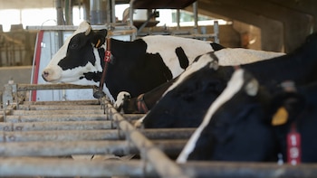 “No es mercado, es chantaje”: Los ganaderos se plantan ante los contratos abusivos de la industria y optan por tirar la leche y perder 1.800 euros al día