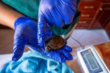 Manos con guantes azules sostienen una pequeña tortuga de caparazón oscuro y cabeza con manchas amarillas. Fondo borroso con tela azul y una balanza