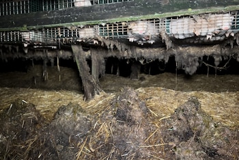 La asociación ARDE denuncia que la granja de Abegondo presenta una "suciedad extrema". (ARDE)