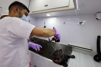 Se peude encontrar todo tipo de servicios veterinarios . REUTERS/Ahmed Yosri TPX IMAGES OF THE DAY
