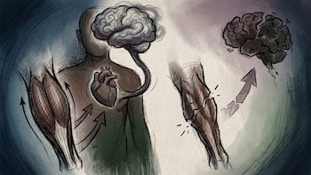 El músculo que funciona como un segundo corazón y cuyo debilitamiento puede afectar el cerebro