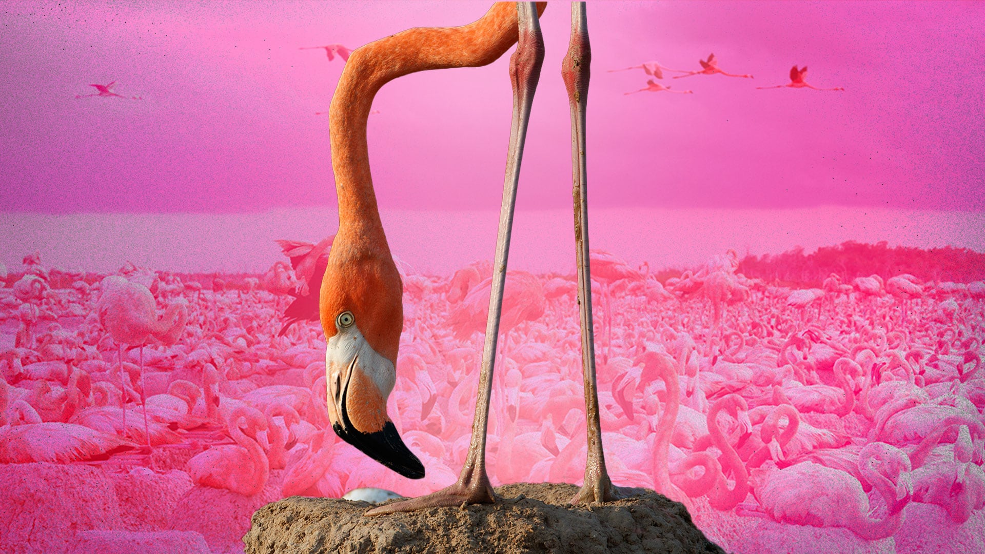 El director mexicano logró reunir en pantalla una de las mayores colonias de flamencos vistas en Yucatán, resultado de más de una década de trabajo entre la sal y el lodo. (Ilustración: Jesús Aviles/ Infobae México) - (Fotos cortesía: Lorenzo Hagerman/Pimienta Films)