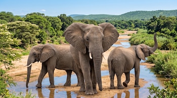 Tres elefantes africanos se encuentran en un río con poca agua, rodeados de árboles verdes y colinas.