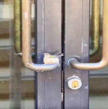Un colibrí construyó su nido en la manija de una puerta principal del Ritz-Carlton Rancho Mirage, en California (TikTok)