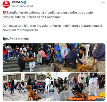 Los jóvenes aplicaron primeros auxilios y rehidratación al perrito peregrino desmayado por el cansancio