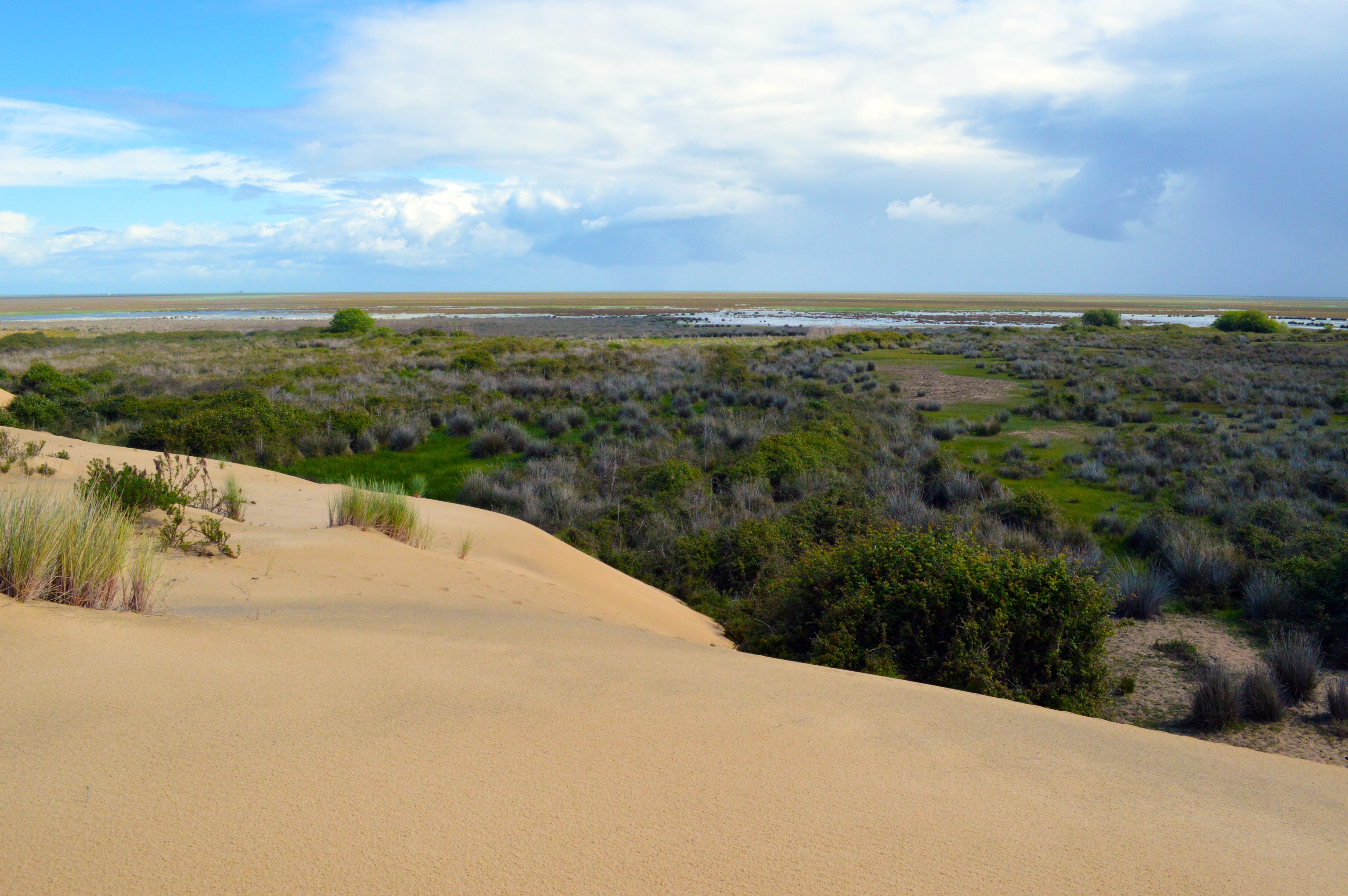 Marismas de Doñana. (Gabriela Coronado Hernández/Wikimedia Commons)