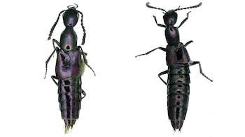 Se encontró a la Konradus