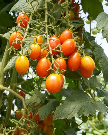 La empresa Maguana Tropical, junto al respaldo gubernamental, destinó entre un 10 % y un 20 % de su producción al mercado local y el resto a la exportación. (Cortesía: Ministerio de Agricultura de la República Dominicana)