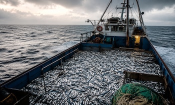 Barco de pesca de merluza en Mar Argentino
