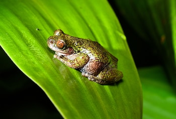 Rana del nacimiento, nueva especie de anfibio descubierta en Costa Rica