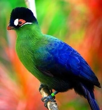 Los colores de los turacos