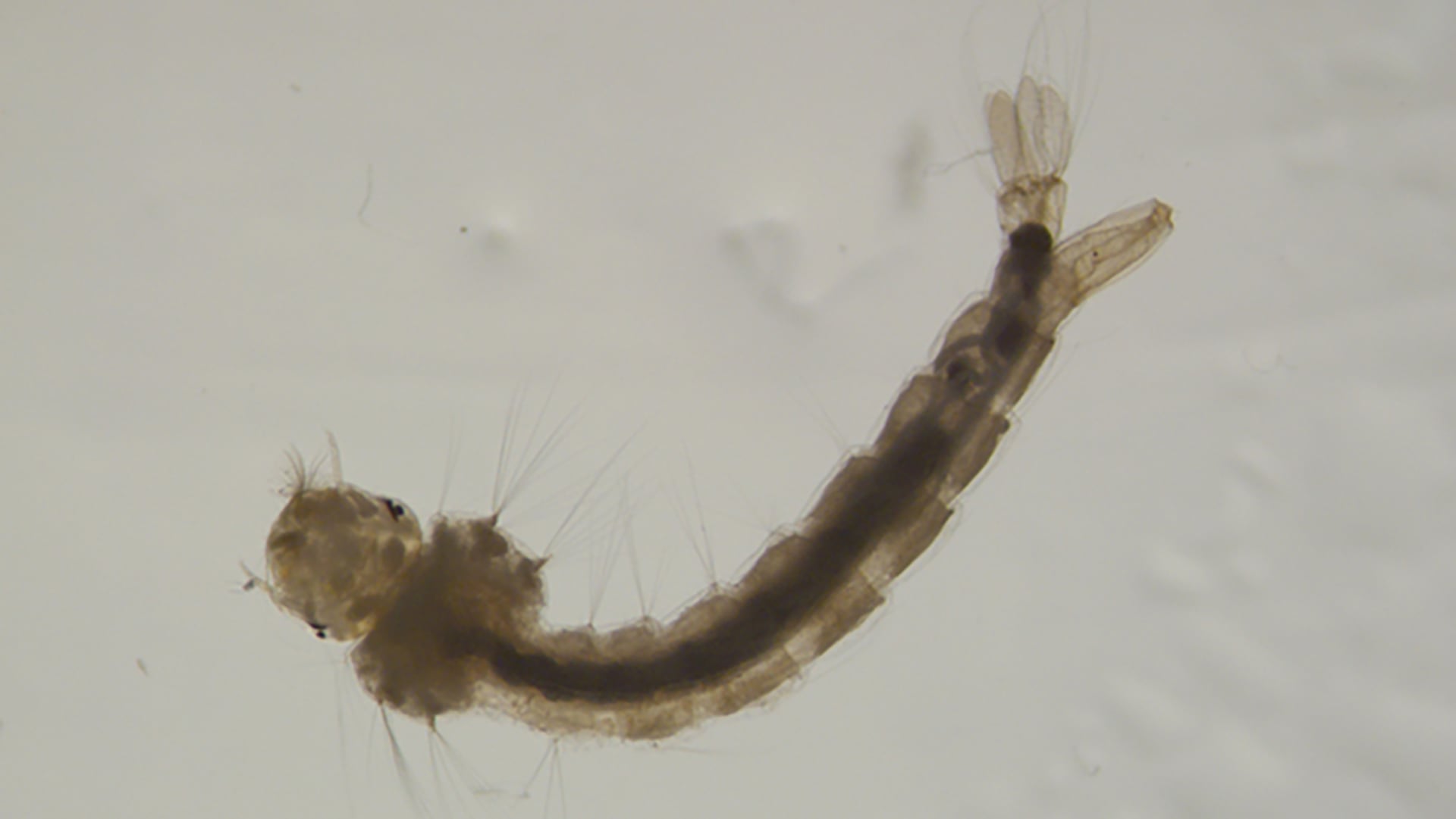 Buenos Aires CABA Formosa Entre Ríos y Mendoza registraron los primeros casos confirmados en la nueva temporada de dengue (INBIOTEC/CONICET)