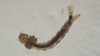 Buenos Aires CABA Formosa Entre