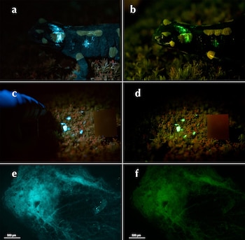 Seis imágenes muestran salamandras y secreciones: dos close-ups de salamandras, dos tomas de secreciones en musgo, y dos vistas microscópicas, todas bajo luz UV con fluorescencia azul y verde