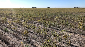 Fuerte impacto de la sequía