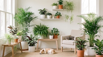 Sala interior luminosa con ventanas, varias plantas en macetas, estanterías, mesa de madera, un sillón, un perro y un gato.