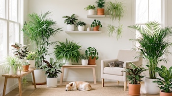 Las mejores plantas para absorber la humedad y que no dañan a tus mascotas