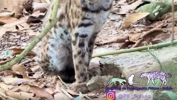 Descubren en Bolivia una nueva especie de gato, el tilcayo, la primera descrita en más de 100 años