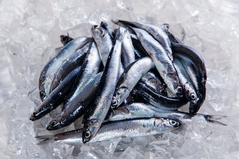 Este pescado tiene el nombre científico de Engraulis encrasicolus (Adobe Stock)
