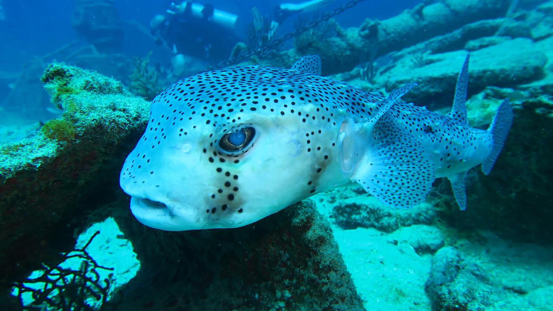 En cada salida de buceo, Norese cuenta que conecta con