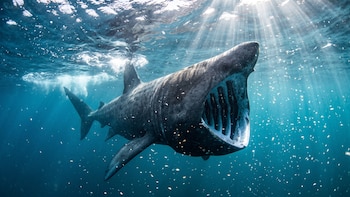 El misterioso monstruo marino hallado en Canadá que desconcierta a los científicos casi un siglo después