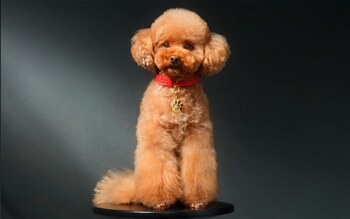 La fragancia "Fefé" combina ylang,