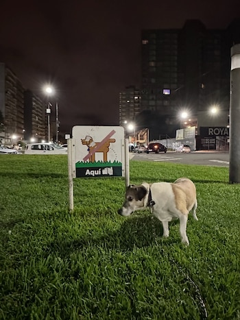 Kike, en uno de sus paseos nocturnos por la ciudad. El perro acompañó a Bal desde los dos meses de vida