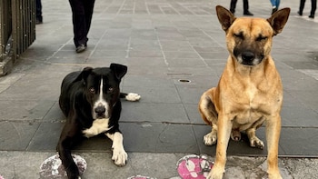 Congreso de CDMX pide acciones